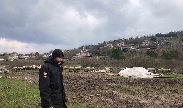 Kepsut'da küçükbaş hayvancılık yüz güldürüyor