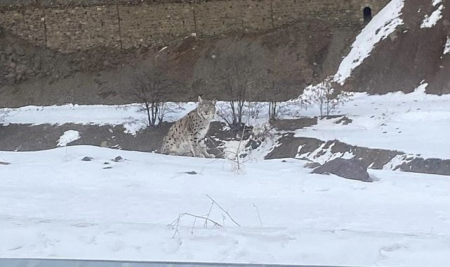 Kırmızı listedeki vaşak Elazığ'da görüldü