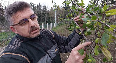 Kış günü erik ağaçları çiçek açıp meyve verdi