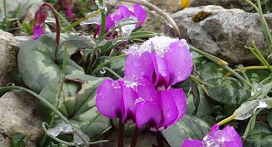 Kış ve ilkbahar bir arada: Çiğdemler çiçek açtı