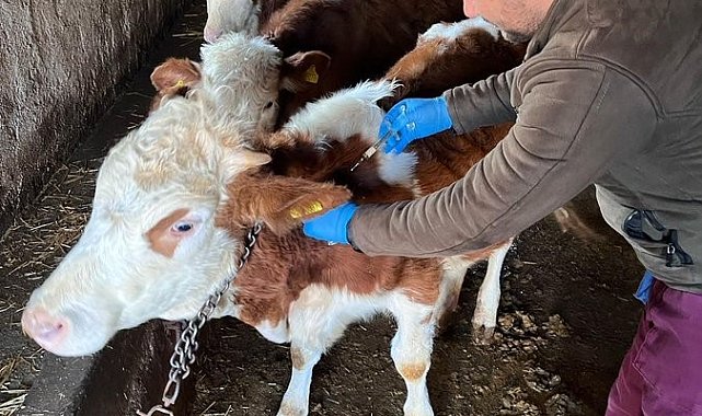 Kulu'da büyükbaş hayvanlara şap aşısı