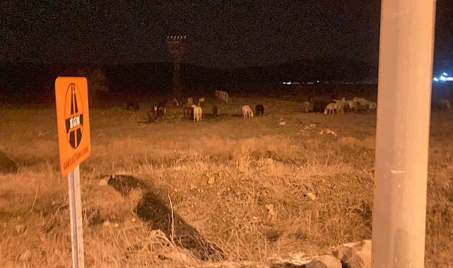 Kütahya'da yılkı atları şehir merkezine indi