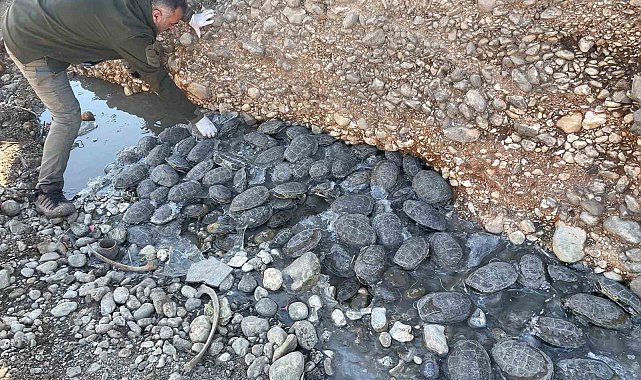 Mahsur kalan 316 kaplumbağa rehabilitasyon merkezine götürüldü