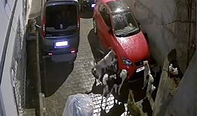 Mamak'ta park halindeki araca saldıran köpekler kameralara yansıdı