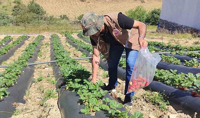 Manisa'da üreticilere yasaklı madde uyarısı