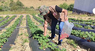 Manisa'da üreticilere yasaklı madde uyarısı
