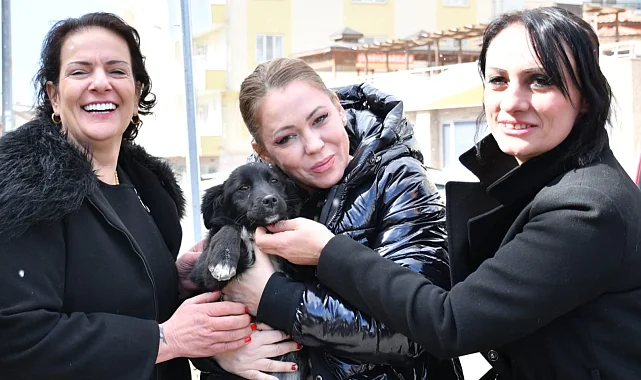 Manisa'da sokak hayvanları için ortak akıl