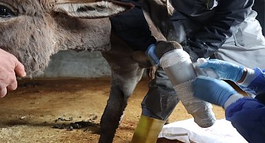 Mardin'de ayağı kırılan eşeğe protez takıldı