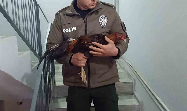 Mersin'de horoz dövüşü üzerinden bahis oynatanlara operasyon
