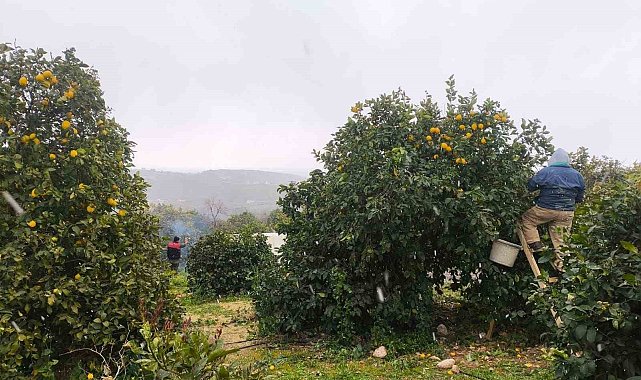 Mersin'de kar altında limon hasadı