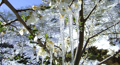 Muğla'da hava sıcaklığı düşüyor, don tehlikesi var