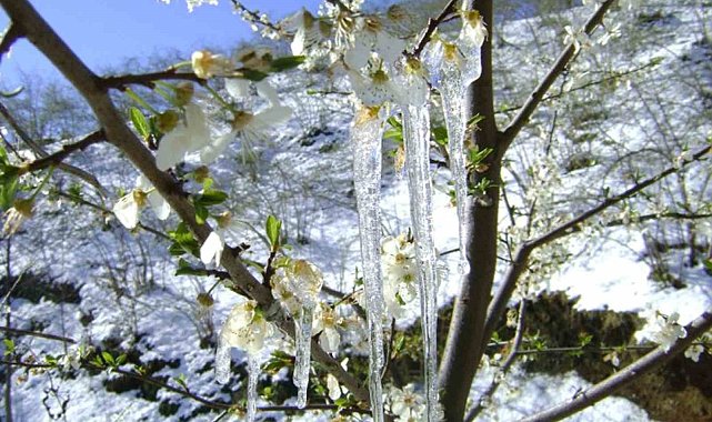 Muğla'nın sahil kesimlerine zirai don uyarısı