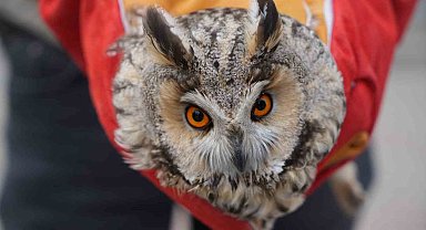 Muş'ta yaralı puhu tedavi altına alındı