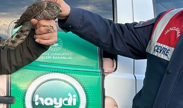 Nesli tehlikede olan yaralı atmacayı jandarma kurtardı