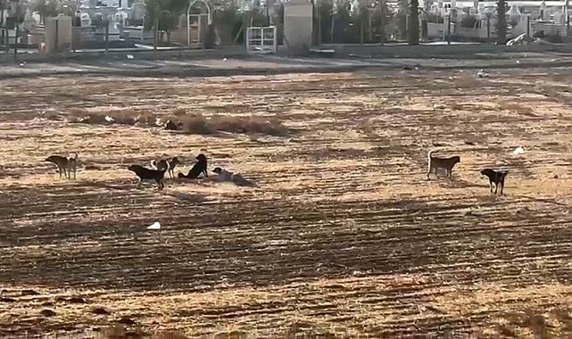 Nusaybin'de başıboş sokak köpekleri okul çevrelerinde tedirginliğe neden oluyor