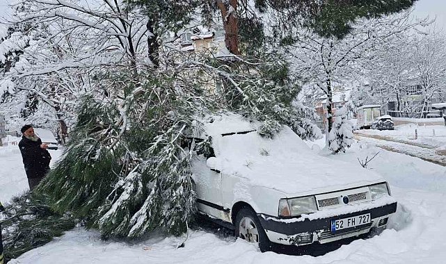 Ordu'da kar yağışı nedeniyle 2 noktada ağaç yıkıldı