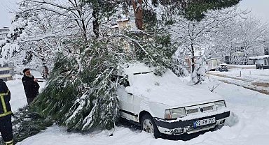 Ordu'da kar yağışı nedeniyle 2 noktada ağaç yıkıldı