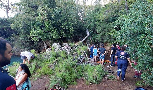 Orman kampındaki yaşlı, tehlike ve risk oluşturan ağaçlar kesiliyor