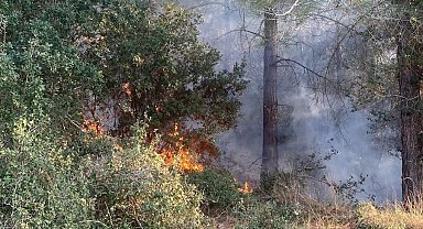 Osmaniye'de orman yangını