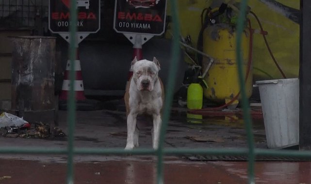 Pitbull cinsi köpekler sahibine ve yanındaki kişiye saldırdı