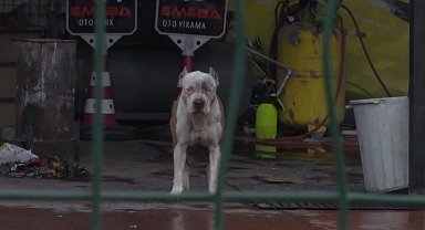 Pitbull cinsi köpekler sahibine ve yanındaki kişiye saldırdı