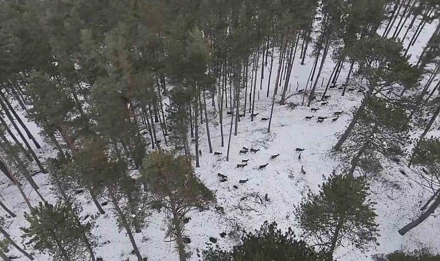 "Doğadaki Cerrah" geyik sürüsünü görüntüledi