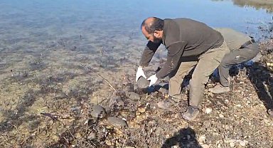 Şanlıurfa'da kurtarılan 500 kaplumbağa doğaya bırakıldı