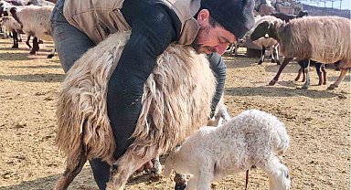Şap tedirginliği yaşayan üreticiler 24 saat kuzu nöbeti tutuyor