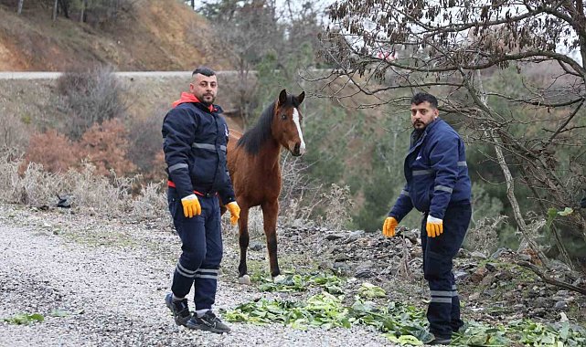 Şehzadeler Belediyesi'nden yılkı atlarına kış desteği