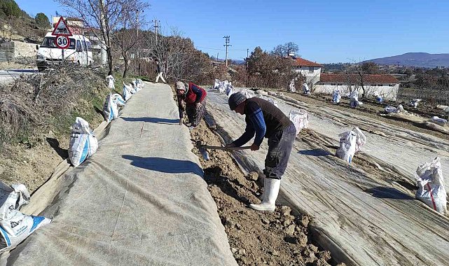 Selendi'de üreticilerin tütün telaşı başladı