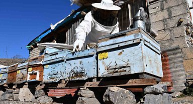 Şırnak'ta bal arıları kışı tam yaşamadan erken uyandı