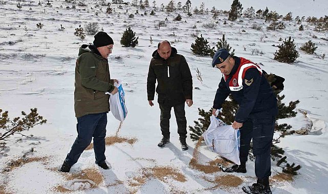Sivas'ta yaban hayatı unutulmadı, 12 ton yem doğaya bırakıldı