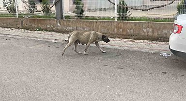 Sokak köpekleri kadına saldırdı: O anlar kamerada