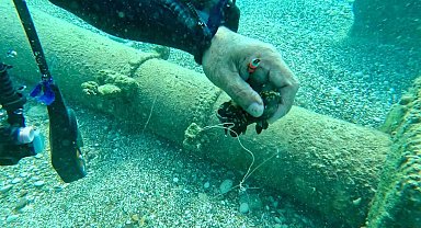 Su altına dalan profesör, 2 balığın hayatını kurtardı