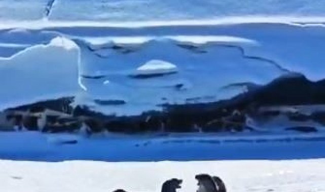 Su samuru ailesi Kura nehrinde görüntülendi