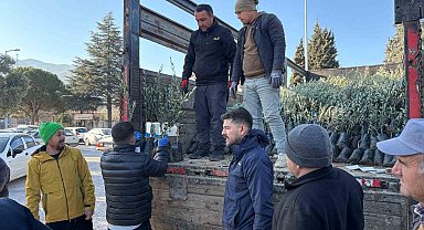 Tavaslı çiftçilere zeytin fidanları dağıtıldı