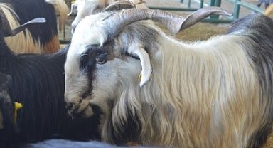 Tavşanlı hayvan pazarı kapandı