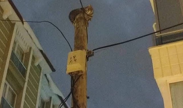 Telefon direğine çıkan kedi direk üstünde mahsur kaldı