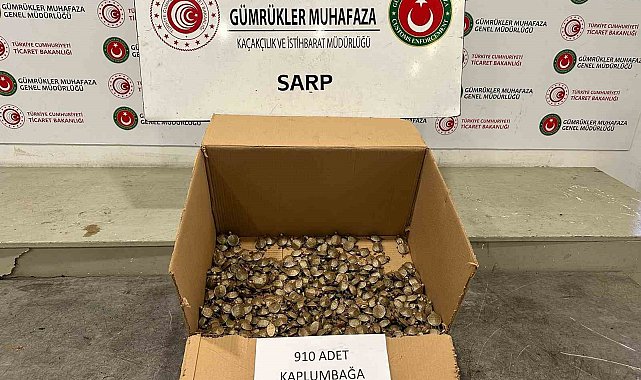 Ticaret Bakanlığı Gümrükler Muhafaza ekiplerinden "su kaplumbağası" operasyonu