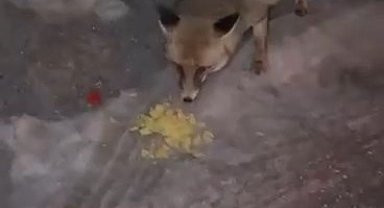 Tilkiyi elleriyle verdiği cips ile besledi