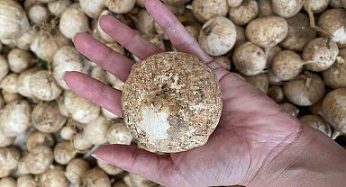 Toplamanın cezası 557 bin lira: O sarımsağı korumak için proje hazırlandı