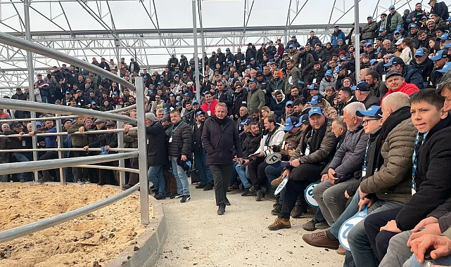 Trakya'nın ilk sütçü mezatı büyük ilgi gördü