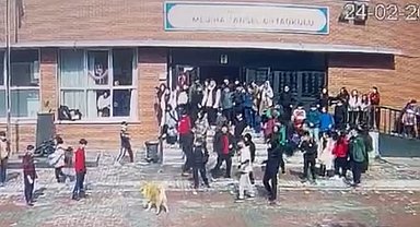 Ümraniye'de okul bahçesinde köpek dehşeti: 5 öğrenciyi ısırdı