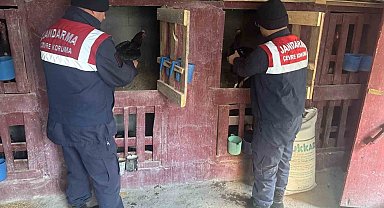 Uzundere'nde horoz dövüştüren 3 şahıs yakalandı