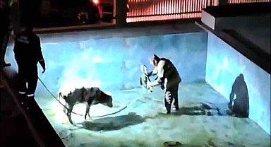 Villa havuzuna düşen buzağı, itfaiye erlerine zor anlar yaşattı