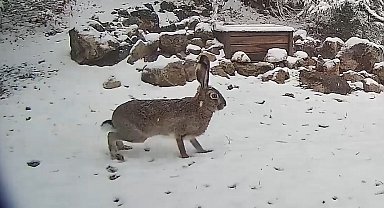 Yaban tavşanı fotokapanla görüntülendi