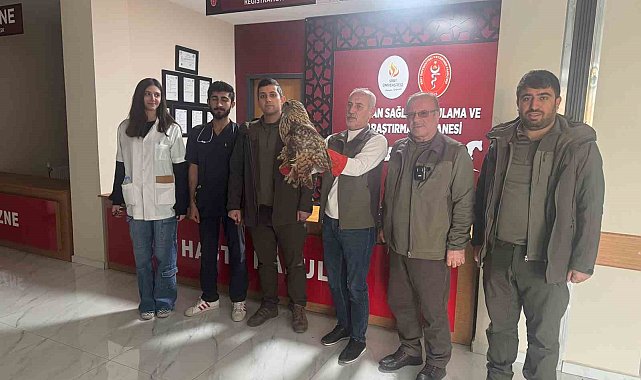 Yaralı baykuş tedavi altına alındı
