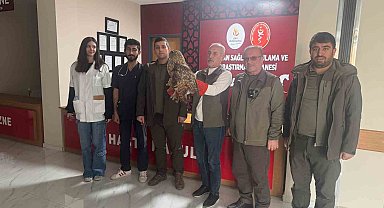 Yaralı baykuş tedavi altına alındı
