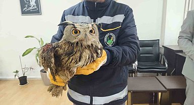 Yaralı halde bulunan baykuş tedavi altına alındı