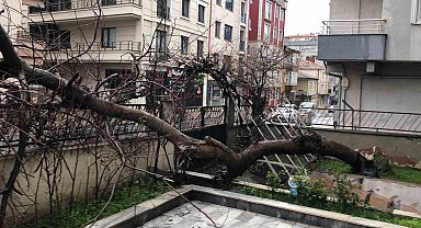 Yarım asırlık ağaç, yoldan geçen aracın üzerine devrildi